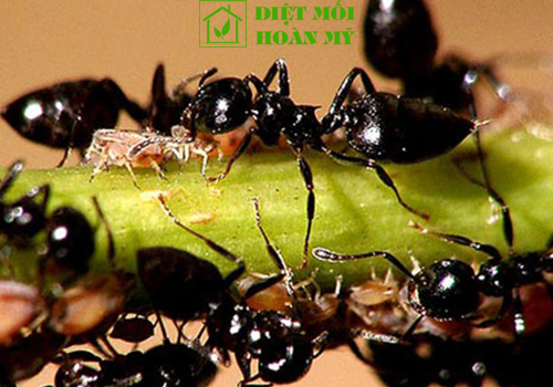 Loài kiến gai đen