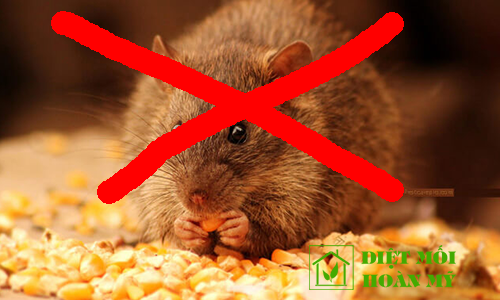 Bẫy chuột trong nhà