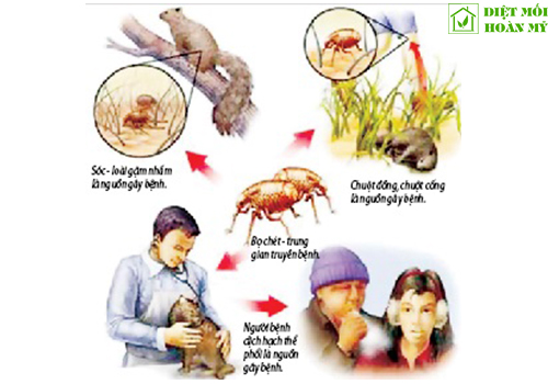 Bệnh dịch hạch lây qua đường nào?