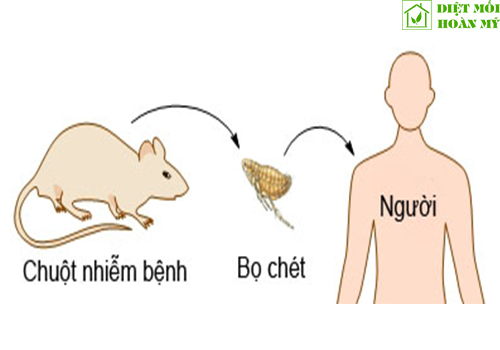 Bệnh dịch hạch ở người