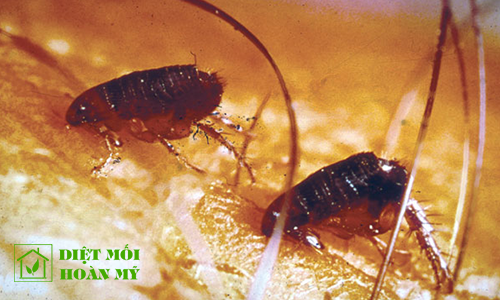 Bọ chét hút máu người