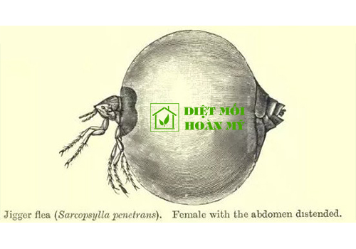 Bọ chét ký sinh trên người