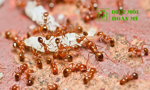 Các loài kiến ở Việt Nam 1