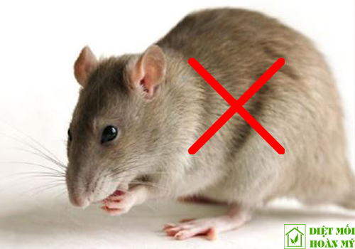 Cách bắt chuột nhắt trong nhà