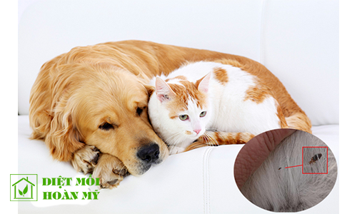 Cách diệt bọ chét rận ở chó mèo
