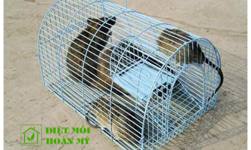 Cách diệt chuột cống hiệu quả
