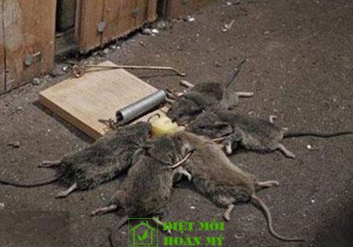 Cách diệt chuột đơn giản hiệu quả