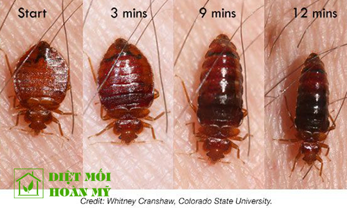 Cách diệt rệp hiệu quả