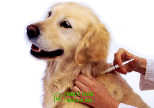 Cách diệt ve cho chó cưng