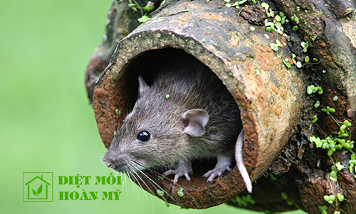 Cách đuổi chuột cống ra khỏi nhà