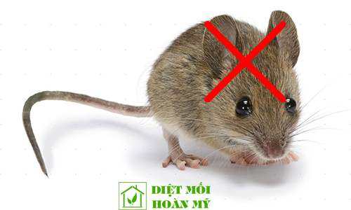 Cách đuổi chuột không dùng thuốc