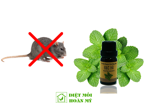 Cách đuổi chuột nhắt