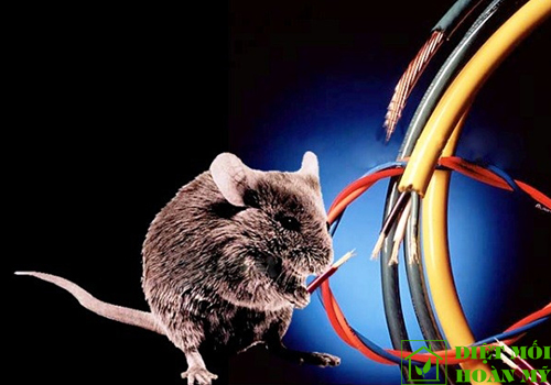 Chống chuột cắn dây mạng