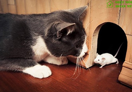 Chống chuột trong nhà