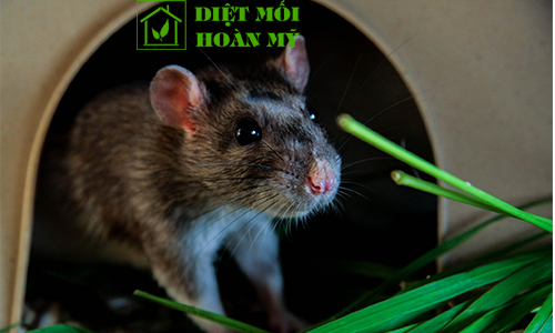 Chuột cống thích ăn gì nhất?