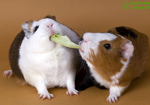 Chuột nhà thích ăn gì nhất?