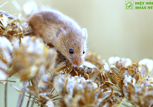 Chuột nhắt thích ăn gì?