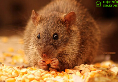 Chuột phá nhà