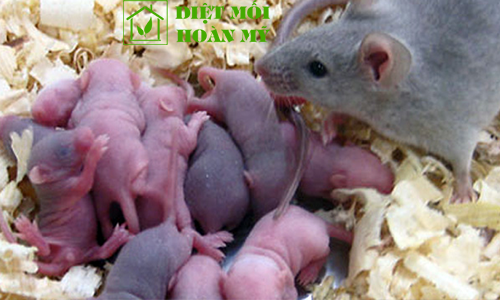 Chuột sinh sản như thế nào?