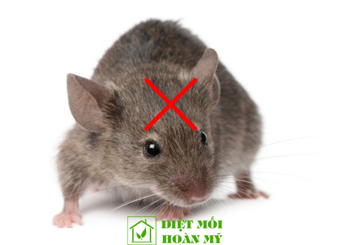 Công ty diệt chuột TPHCM