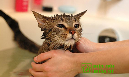 Diệt bọ chét trên mèo 1