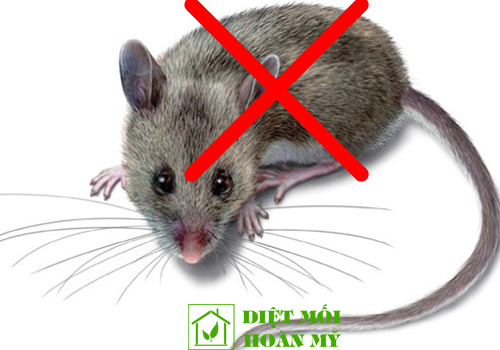 Diệt chuột bằng nước rửa bát