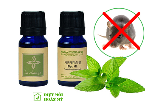 Diệt chuột bằng tinh dầu bạc hà