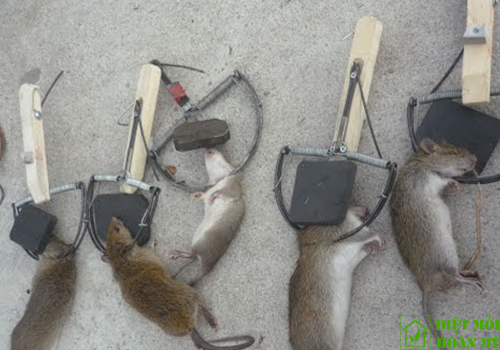 Diệt chuột không cần mồi