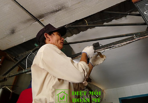 Diệt chuột trên trần nhà