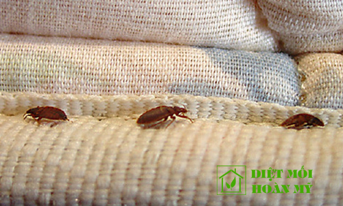 Diệt rệp trong nhà