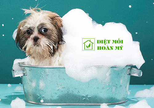 Diệt ve chó bò trong nhà