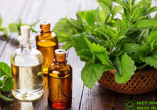 Đuổi chuột bằng tinh dầu bạc hà