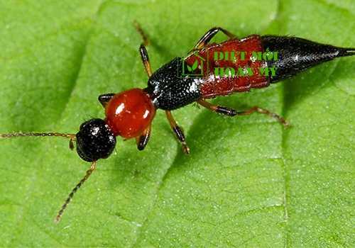 Kiến ba khoang bay