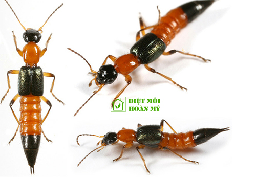 Kiến ba khoang có ở đâu?