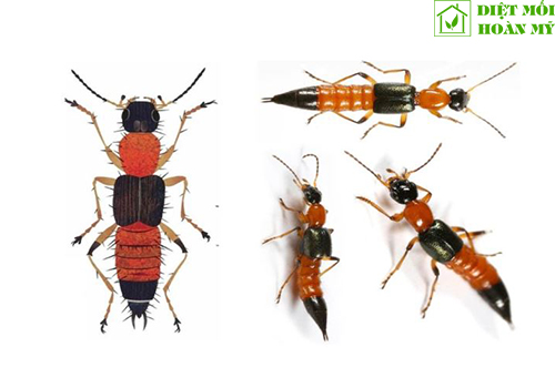 Kiến ba khoang đuôi nhọn