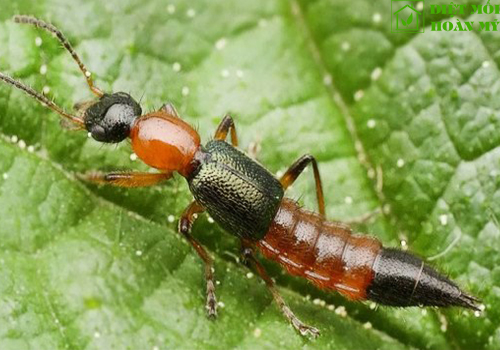 Kiến ba khoang là gì?