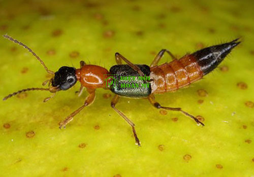 Kiến ba khoang thường sống ở đâu