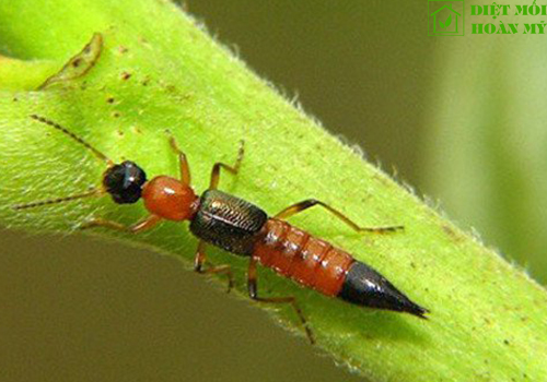 Kiến ba khoang xuất hiện ở đâu?