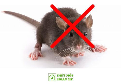 Mẹo đuổi chuột ra khỏi phòng