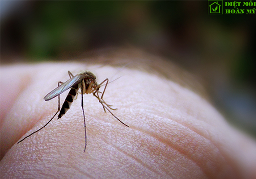 Bạn vì sao bị muỗi cắn nhiều hơn so với người khác?