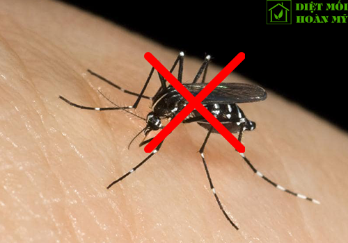 Cách chống muỗi đốt đơn giản