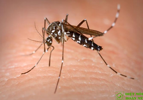 Loài muỗi sốt xuất huyết đốt có ngứa không?