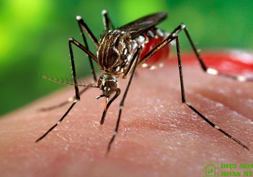 Loài muỗi sốt xuất huyết sống bao lâu?