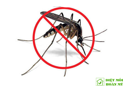 Mẹo diệt muỗi không cần dùng hóa chất đơn giản nhất
