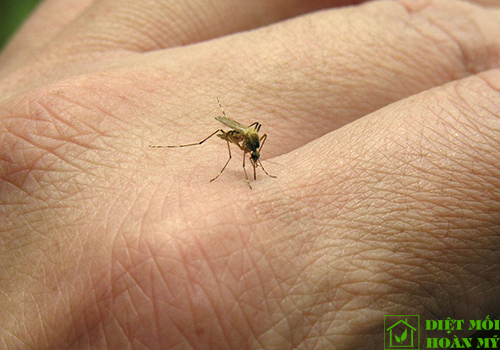 Muỗi hay đốt người có nhóm máu nào nhiều hơn?