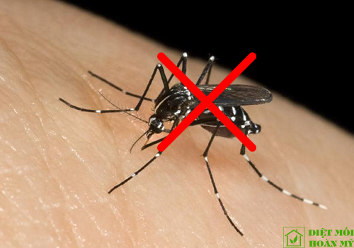 Cách diệt muỗi đơn giản nhất mà không độc hại