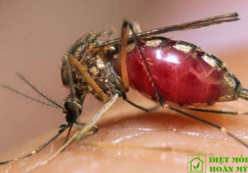 Loài muỗi hút máu người để làm gì?