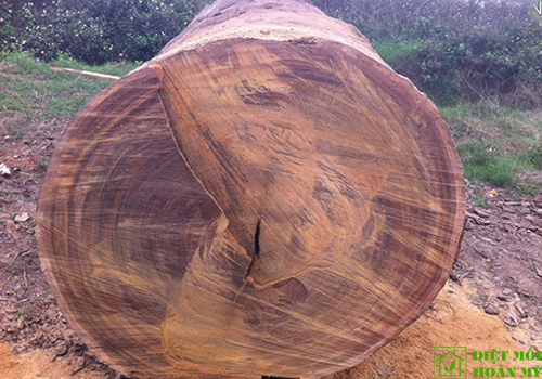 Gỗ Sến dùng làm gì, có mấy loại gỗ Sến?