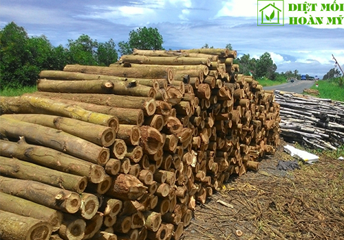 Sử dụng gỗ keo để làm gì?