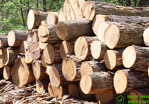 Sử dụng gỗ Thông làm gì?